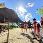 Phuket: Elephant Experience with Lunch or Dinner and Pickup - A Deep Dive into the Experience