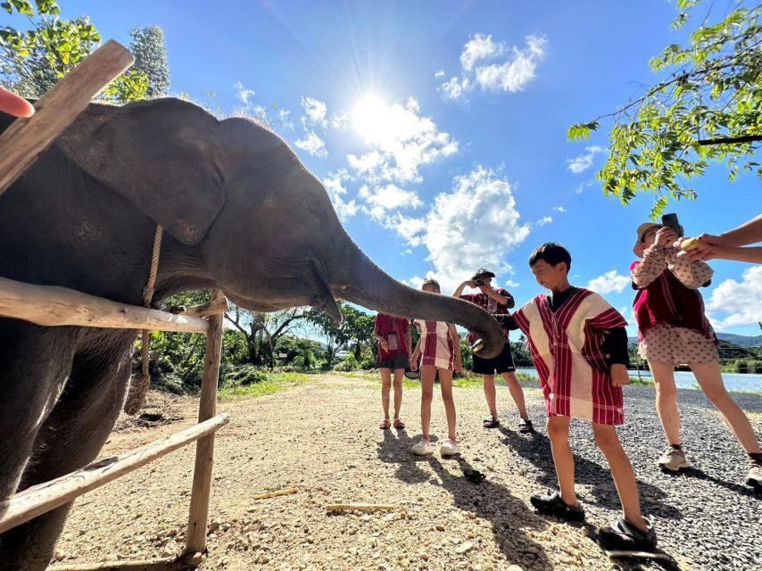 Phuket: Elephant Experience with Lunch or Dinner and Pickup - A Deep Dive into the Experience