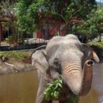 Phuket: Elephant Nature Walk - Guided Tour with Transport - What Sets This Tour Apart