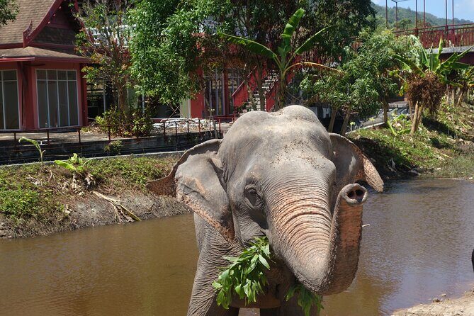 Phuket: Elephant Nature Walk - Guided Tour with Transport - What Sets This Tour Apart