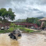 Phuket: Freedom Elephant Reserve - Ethereal Nature Walk - FAQ