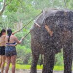 Phuket: Happy Hour Feed and Rain Shower with Elephant - The Experience: Step by Step