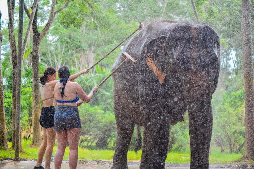 Phuket: Happy Hour Feed and Rain Shower with Elephant - The Experience: Step by Step