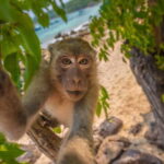 Phuket: James Bond Island Sea Canoe with lunch by Big Boat - An In-Depth Look at the Tour Experience