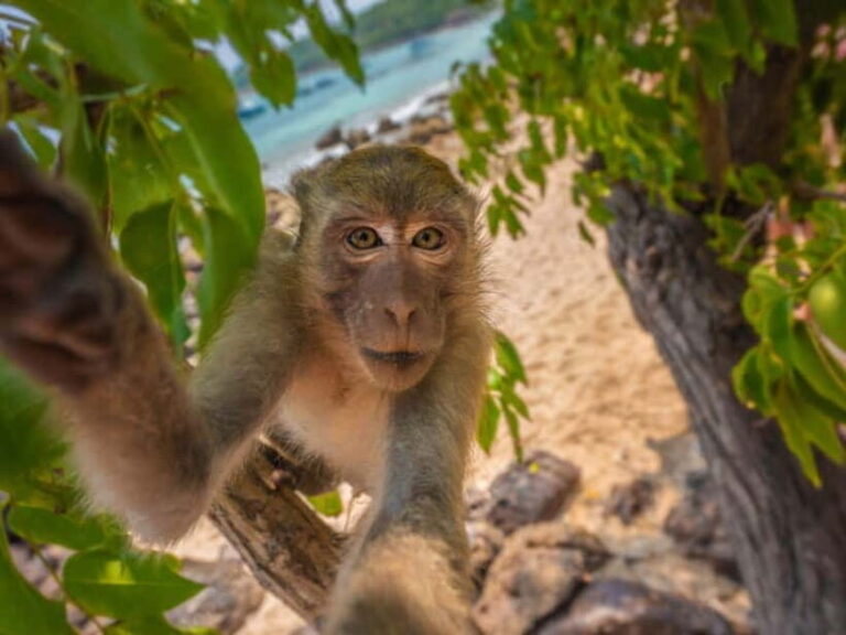 Phuket: James Bond Island Sea Canoe with lunch by Big Boat - An In-Depth Look at the Tour Experience