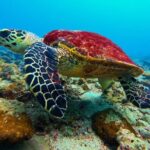 Phuket Scuba Diving: Racha Island Or Maiton Island For All Levels - Final Thoughts
