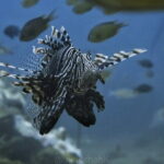 Phuket Scuba Diving Tour with Transportation - Why This Tour Offers Good Value