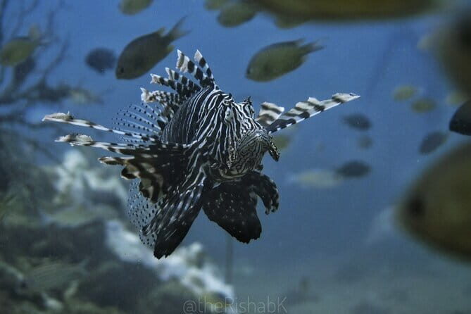 Phuket Scuba Diving Tour with Transportation - Why This Tour Offers Good Value