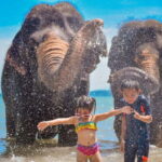 Phuket:Beach walk with elephants, rain & care. 2.5 hours - A Deep Dive into the Experience