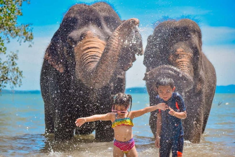 Phuket:Beach walk with elephants, rain & care. 2.5 hours - A Deep Dive into the Experience