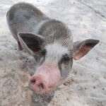 Pig Island(Koh Mudsum) and Koh Tan Half Day Snorkeling Tour - What Travelers Say: Authentic Feedback