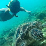 Port Barton: Island Hopping to Turtle Spot & Reef with Lunch - An In-Depth Look at the Port Barton Island Hopping Experience