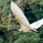 Prek Toal Birds Sanctuary and floating Village Private Day Tour - Authentic Experiences and Honest Feedback