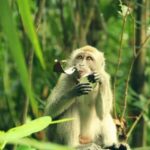 Private Can Gio Mangrove Biosphere Reserve 1 Day Tour - The Experience and Value