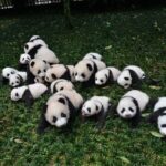 Private Chengdu Highlights Day Trip: Panda Base and City from Chongqing by Train - Exploring Wenshu Yuan Monastery: A Peaceful Cultural Treasure