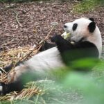 Private Chengdu Panda Tour with Hotel Pickup - Who Should Book This Tour?