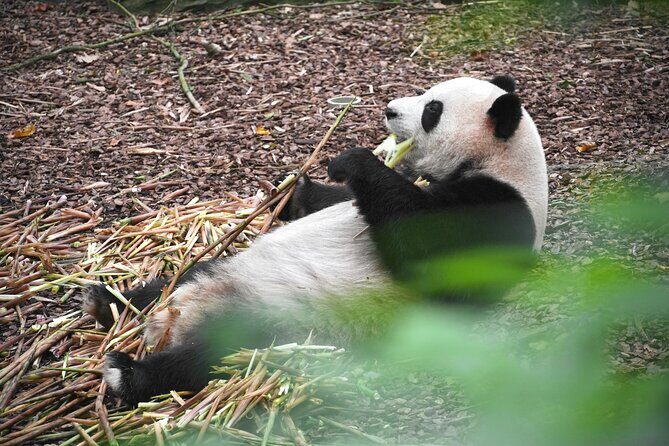 Private Chengdu Panda Tour with Hotel Pickup - Who Should Book This Tour?