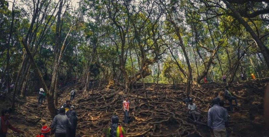 Private Day Tour : From Madurai to Enchanting Kodaikanal - What Makes This Tour Stand Out?