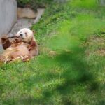 Private Day Tour:Xi'an PandaQI ZAI and Terracotta Warriors Museum - Why This Tour Offers Real Value