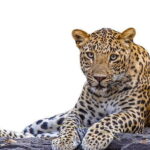 Private Jeep Safaris Tour in Yala National Park - The Itinerary: What to Expect