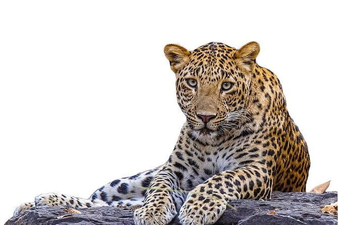 Private Jeep Safaris Tour in Yala National Park - The Itinerary: What to Expect