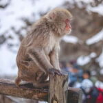 Private Nagano Day Trip: Snow Monkeys & Historic Temples - How the Tour Works and What to Expect