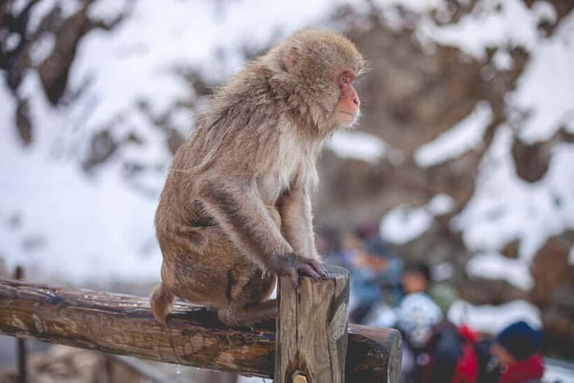 Private Nagano Day Trip: Snow Monkeys & Historic Temples - How the Tour Works and What to Expect