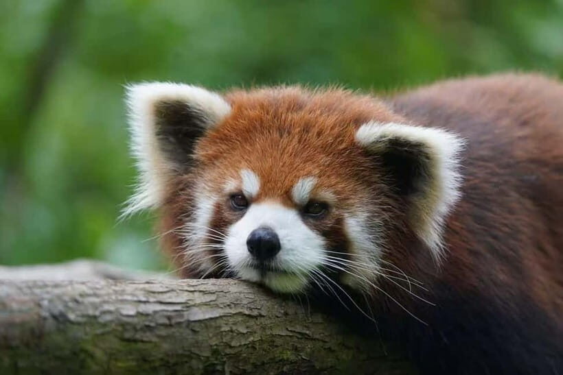 Private Panda Volunteering & Learning Tour | Wolong Base - FAQ