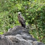 Private Safari Tours in Minneriya National Park - The Itinerary: What to Expect from Start to Finish