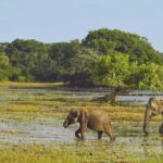Private Tour from Ella to Hiriketiya with Yala Safari - What’s Included and What to Budget For
