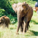 Private Tour from Sigiriya to Kandy with Wasgamuwa Safari - The Practicalities: What’s Included and What’s Not