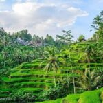 Private Tour : Mt. Batur View, Rice Terrace, Waterfall & More. - Why This Tour Works Well