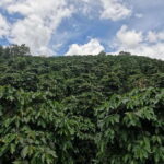 Private tour Nha Trang-Dalat excursion (start at Nha Trang) - Practical Details and Tips