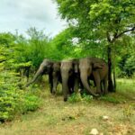 Private Tour : Udawalawe National Park Safari - The Authentic Experience