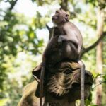 Private Ubud Day Tour Waterfalls Sacred Monkeys and Rice Fields - Authentic Experiences You’ll Remember