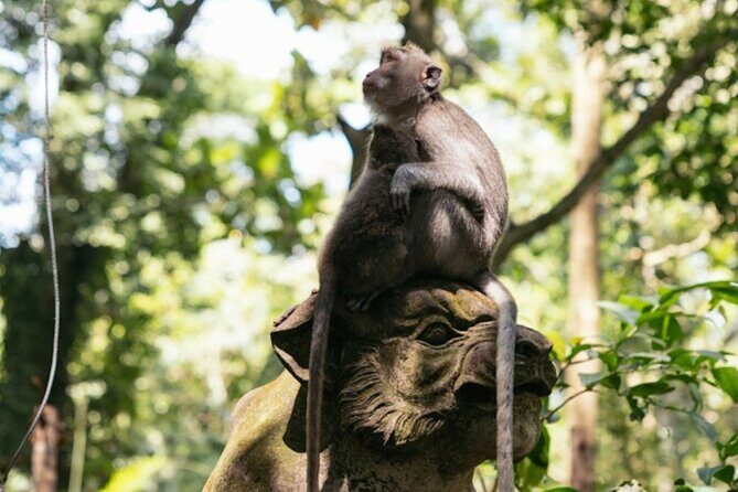 Private Ubud Day Tour Waterfalls Sacred Monkeys and Rice Fields - Authentic Experiences You’ll Remember