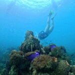 PRO-SNORKELING to Explore Hidden Coral Reefs (MAX 10 PAX) - Transportation and Logistics