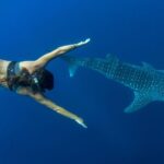 Puerto Princesa: Swim with Whale Sharks Boat Cruise - The Value of This Experience