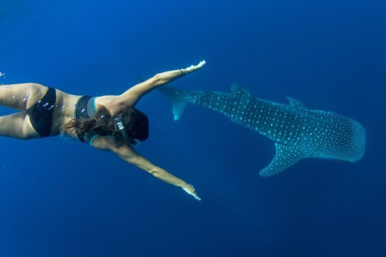 Puerto Princesa: Swim with Whale Sharks Boat Cruise - The Value of This Experience