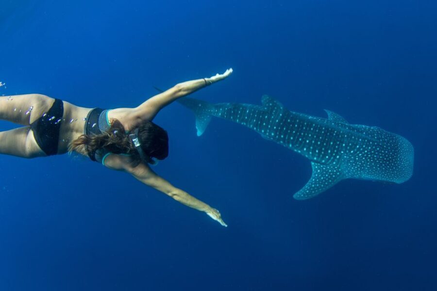Puerto Princesa: Swim with Whale Sharks Boat Cruise - The Value of This Experience