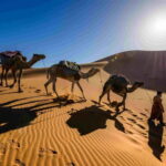 Pushkar: Camel Sunset Safari Adventure - The Practicalities
