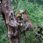 Rajasthan: Ranthambore National Park Safari - Authentic Reviews and Lessons Learned