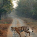 Ranthambhore: Ranthambhore Tiger Reserve Booking - A Closer Look at the Ranthambhore Safari Experience