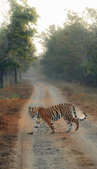 Ranthambhore: Ranthambhore Tiger Reserve Booking - A Closer Look at the Ranthambhore Safari Experience