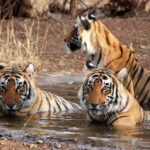 Ranthambore: Evening Wildlife Safari with local Guide - Who Is This Tour Best For?