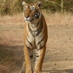 Ranthambore Jeep Safari - Who Should Consider This Safari?