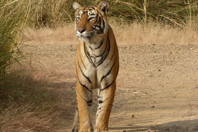 Ranthambore Jeep Safari - Who Should Consider This Safari?