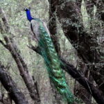 Ranthambore: National Park Guided Jeep or canter Safari - The Practicalities: Price, Logistics, and What’s Included