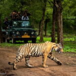 Ranthambore National Park: Jeep or Canter Safari - Who Should Consider This Safari?