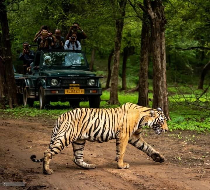 Ranthambore National Park: Jeep or Canter Safari - Who Should Consider This Safari?
